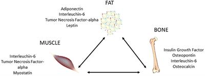 Osteoporosis and Sarcopenia Increase Frailty Syndrome in the Elderly